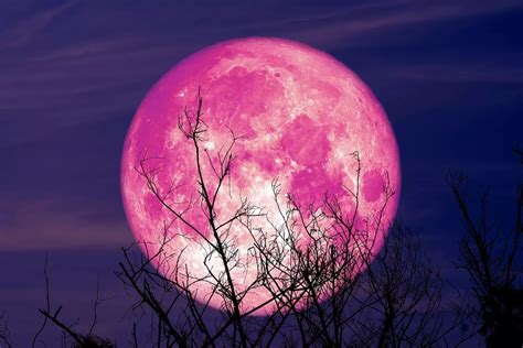 lune rose de printemps